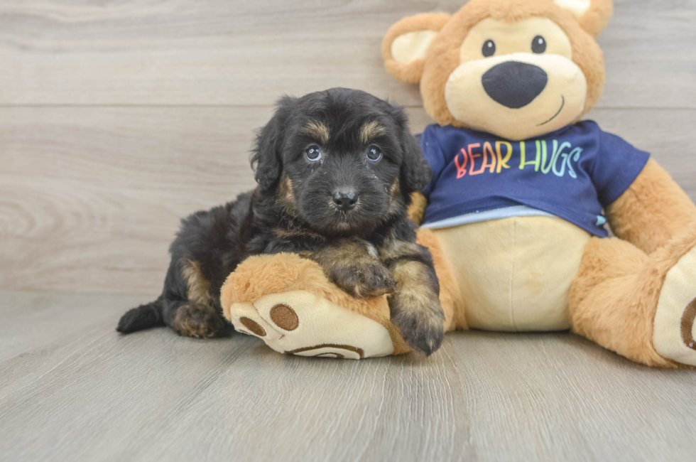5 week old Mini Aussiedoodle Puppy For Sale - Premier Pups
