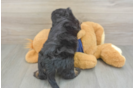 Best Mini Aussiedoodle Baby