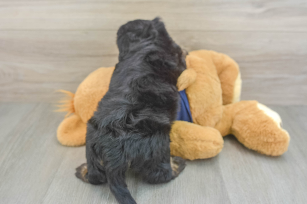 Best Mini Aussiedoodle Baby