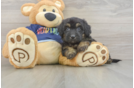 Friendly Mini Aussiedoodle Baby