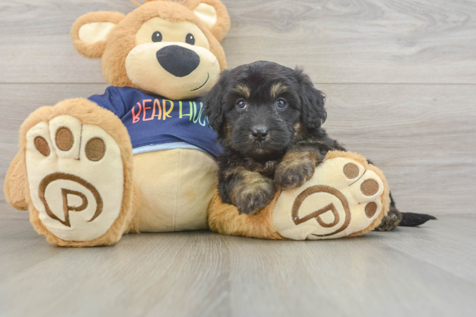 Friendly Mini Aussiedoodle Baby
