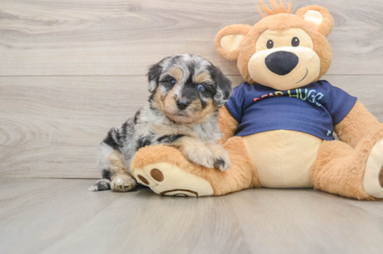 Mini Aussiedoodle Puppy for Adoption
