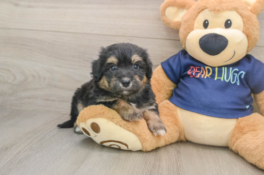Mini Aussiedoodle Puppy for Adoption