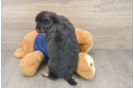 Cute Mini Aussiedoodle Baby
