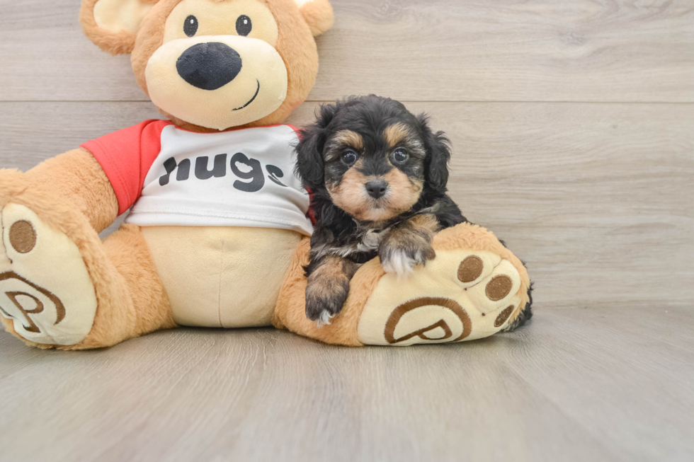 Mini Aussiedoodle Pup Being Cute