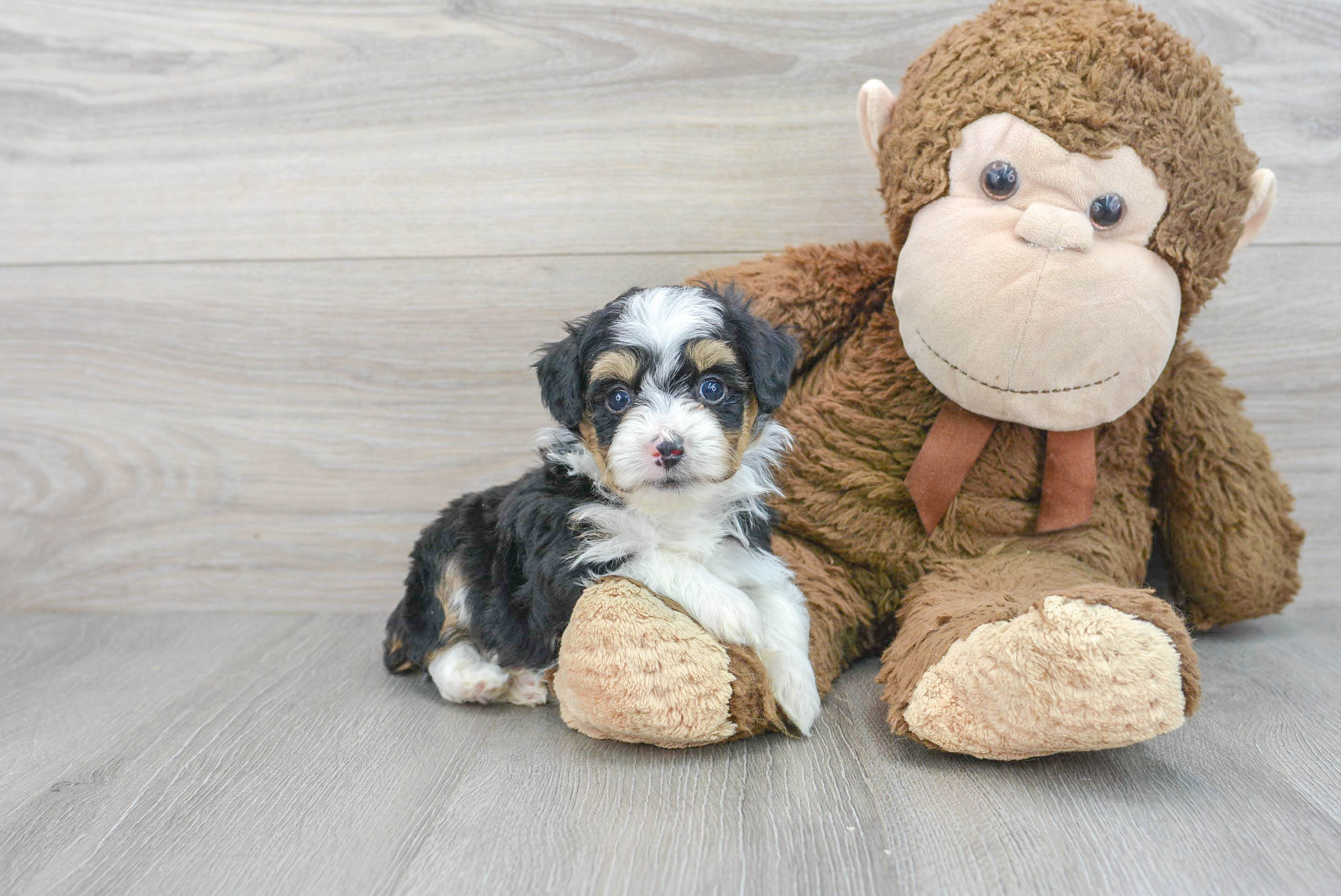 Cute Mini Aussiedoodle Baby