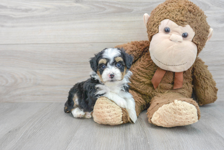 Cute Mini Aussiedoodle Baby