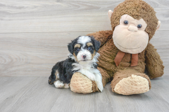 Cute Mini Aussiedoodle Baby