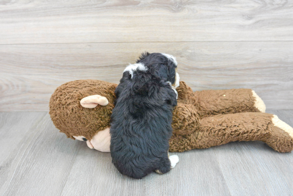 Mini Aussiedoodle Pup Being Cute