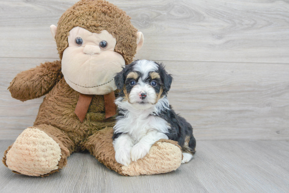 Petite Mini Aussiedoodle Poodle Mix Pup