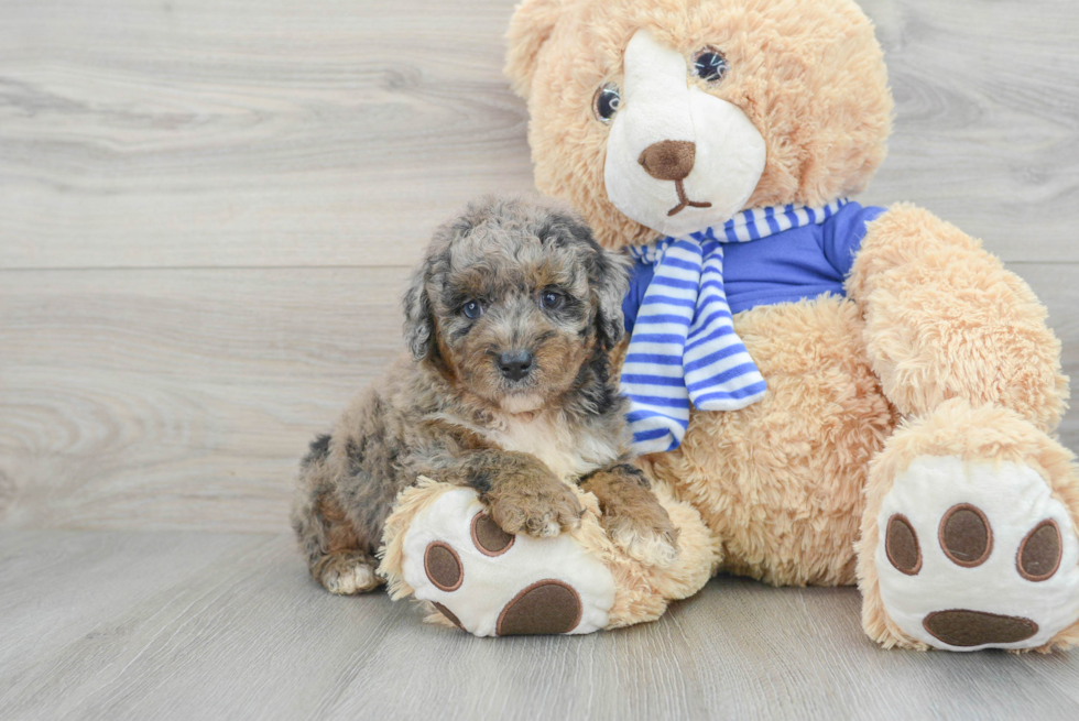 Sweet Mini Aussiedoodle Baby