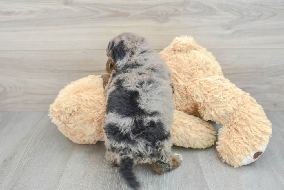 Energetic Aussiepoo Poodle Mix Puppy