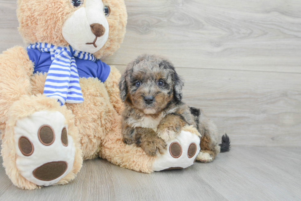 Mini Aussiedoodle Pup Being Cute