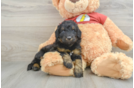 Happy Mini Aussiedoodle Baby