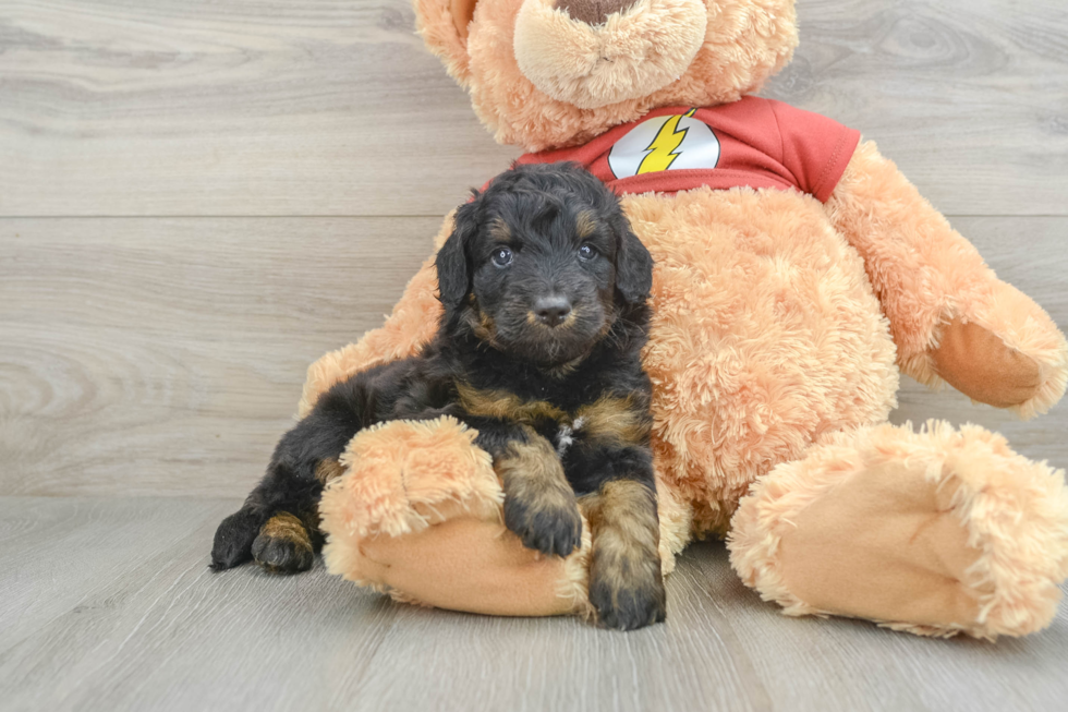 Happy Mini Aussiedoodle Baby