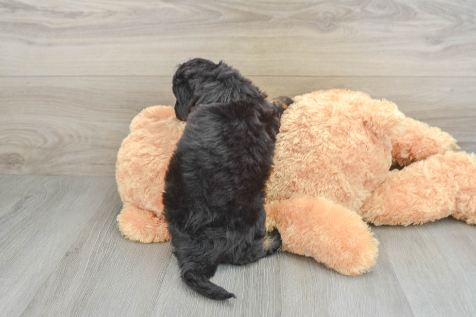 Little Mini Aussiepoo Poodle Mix Puppy