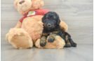 Happy Mini Aussiedoodle Baby