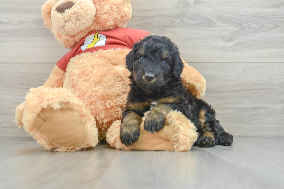 Happy Mini Aussiedoodle Baby