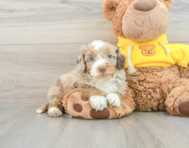 8 week old Mini Aussiedoodle Puppy For Sale - Premier Pups