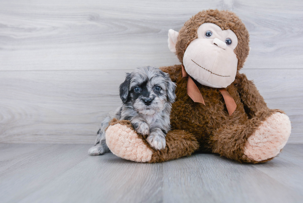 Mini Aussiedoodle Pup Being Cute