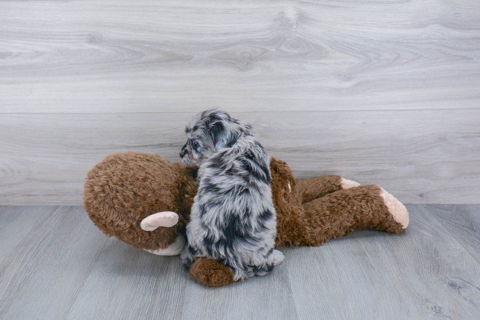 Best Mini Aussiedoodle Baby