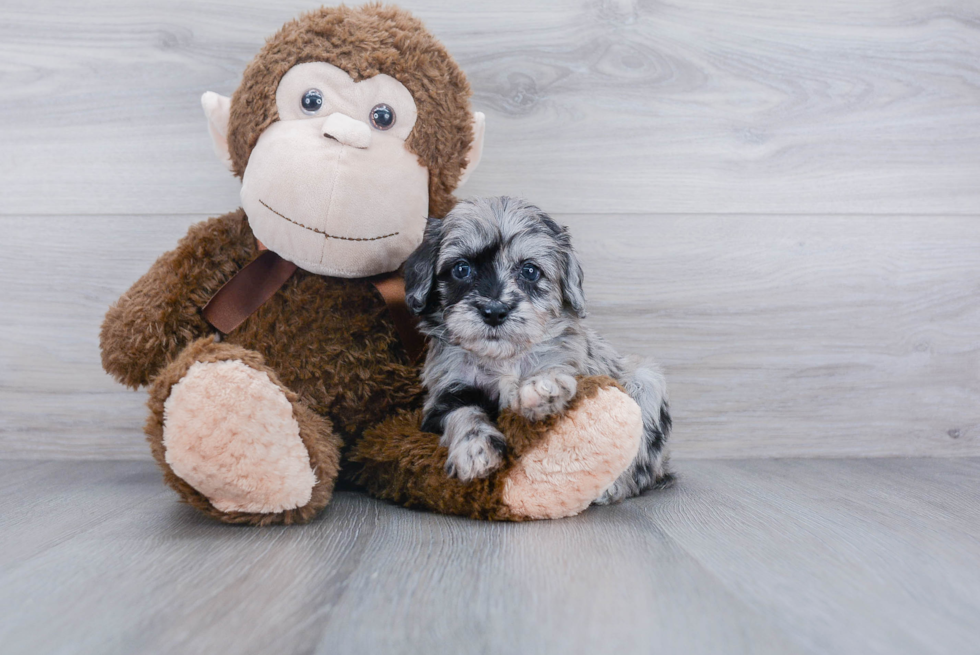 Sweet Mini Aussiedoodle Baby