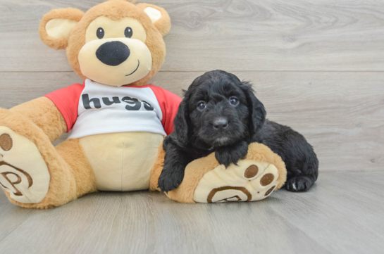 Happy Mini Aussiedoodle Baby