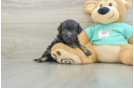 Mini Aussiedoodle Pup Being Cute