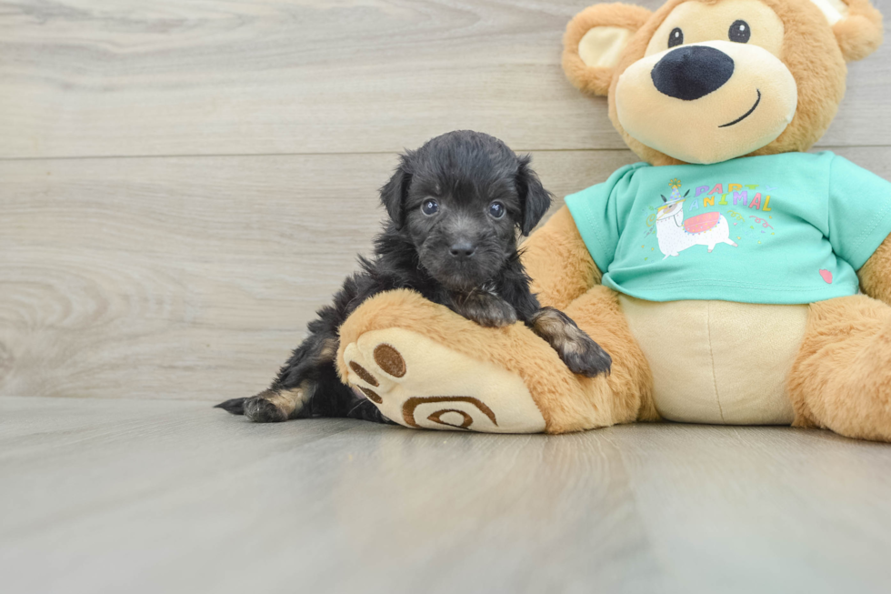 Mini Aussiedoodle Pup Being Cute