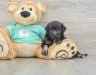 7 week old Mini Aussiedoodle Puppy For Sale - Premier Pups