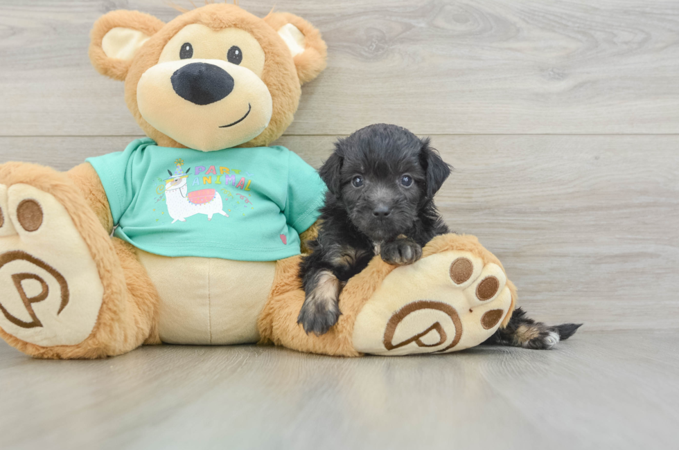 5 week old Mini Aussiedoodle Puppy For Sale - Premier Pups