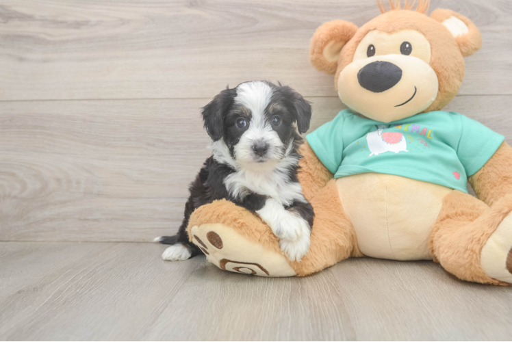 Happy Mini Aussiedoodle Baby