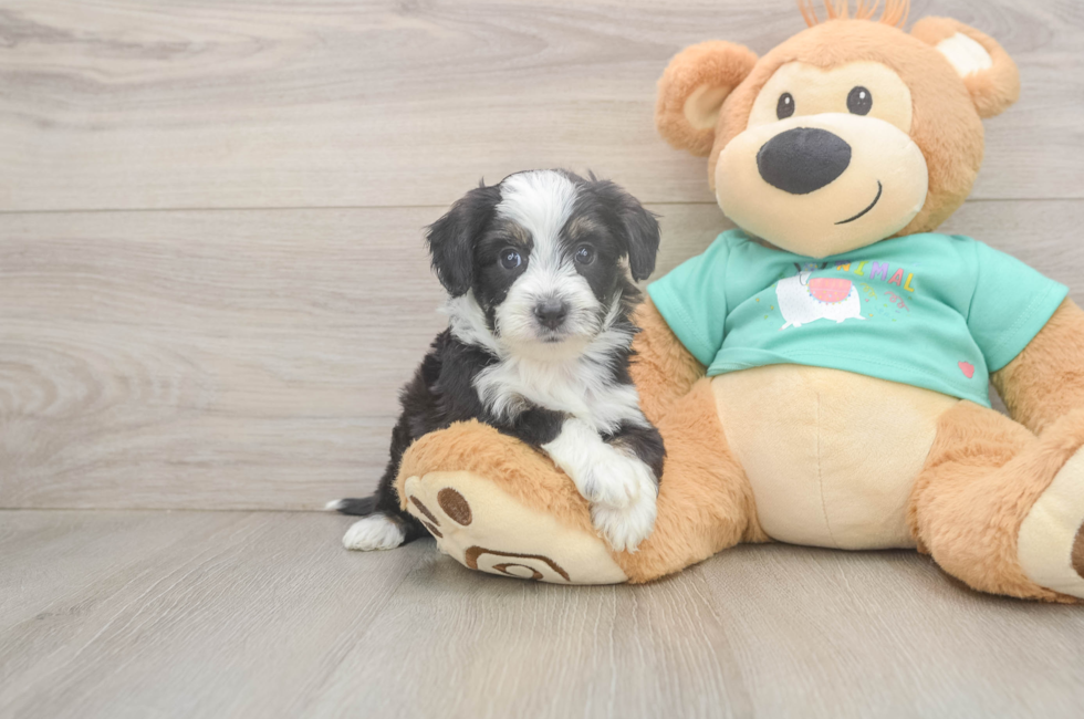 5 week old Mini Aussiedoodle Puppy For Sale - Premier Pups