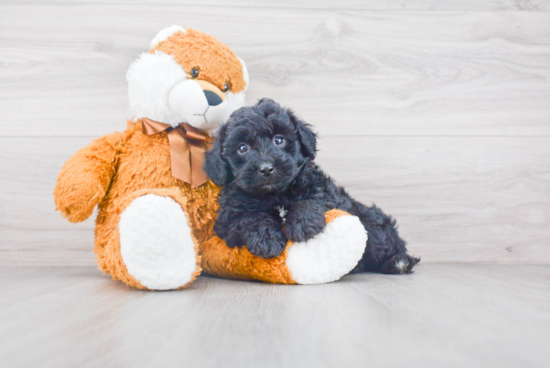 Mini Aussiedoodle Puppy for Adoption