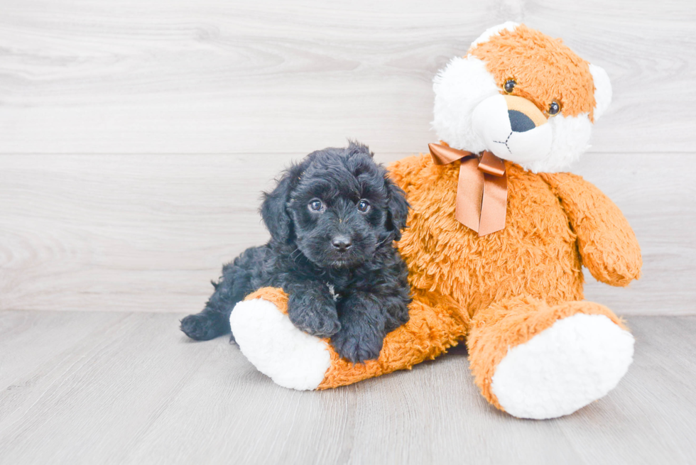 Mini Aussiedoodle Puppy for Adoption