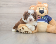 5 week old Mini Aussiedoodle Puppy For Sale - Premier Pups