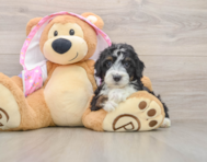 8 week old Mini Aussiedoodle Puppy For Sale - Premier Pups