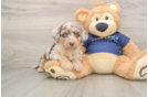 Best Mini Aussiedoodle Baby