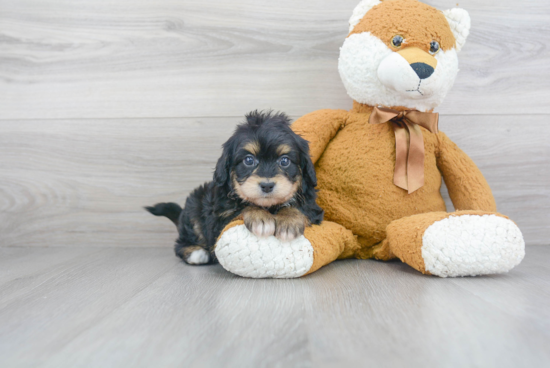 Small Mini Aussiedoodle Baby