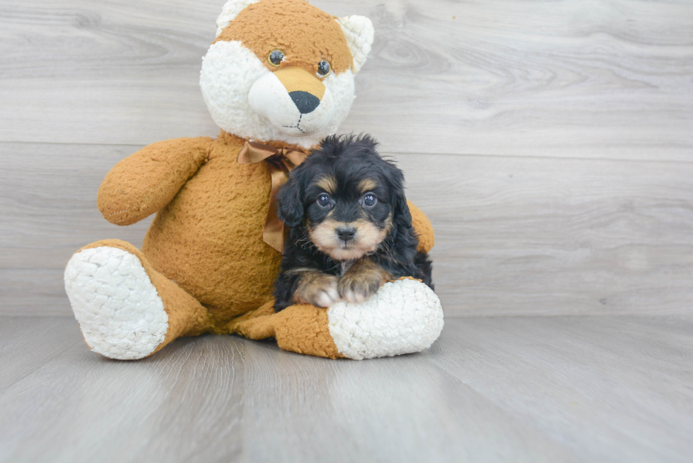 Adorable Aussiepoo Poodle Mix Puppy