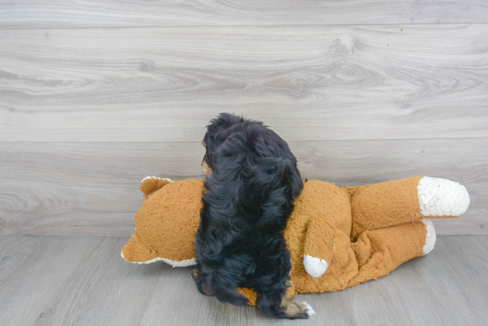 Small Mini Aussiedoodle Baby