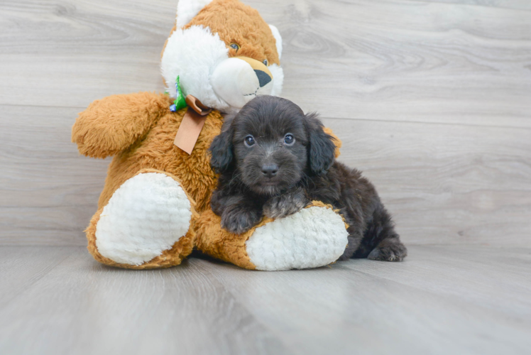 Mini Aussiedoodle Pup Being Cute