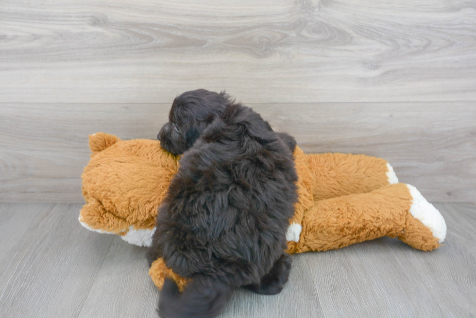 Best Mini Aussiedoodle Baby