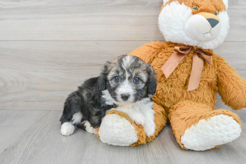 Playful Aussiepoo Poodle Mix Puppy