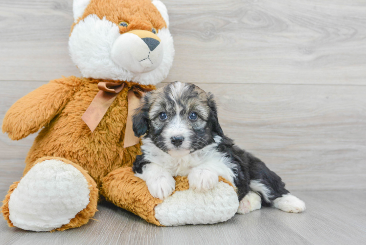 Best Mini Aussiedoodle Baby