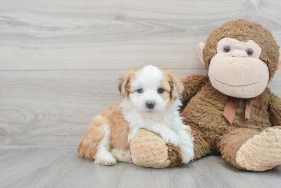 Mini Aussiedoodle Puppy for Adoption