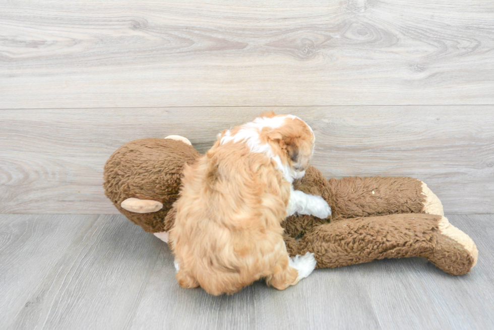 Funny Mini Aussiedoodle Poodle Mix Pup