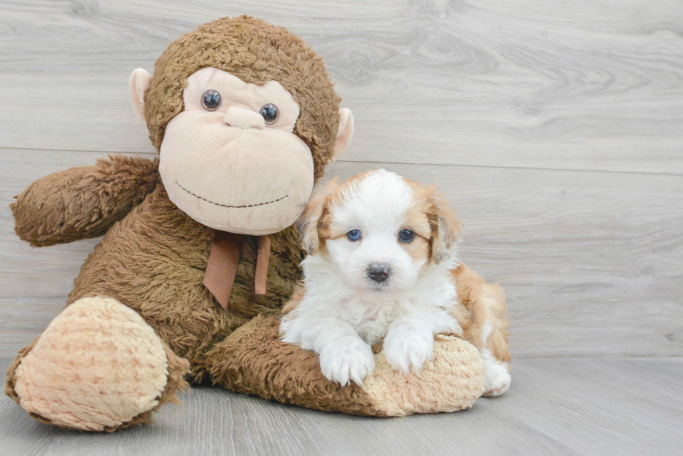 Mini Aussiedoodle Puppy for Adoption