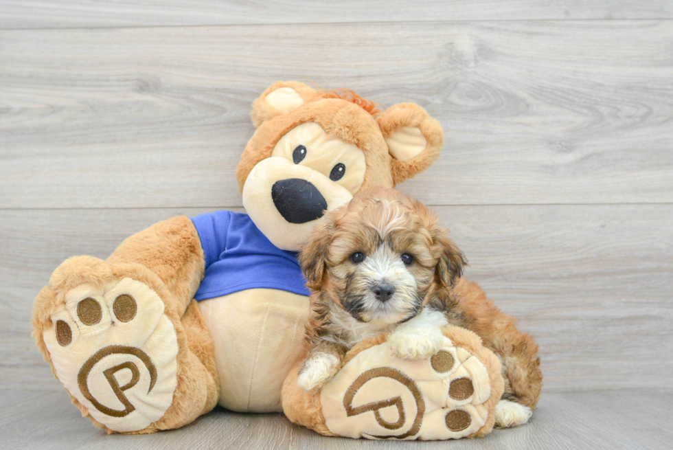 Little Aussiepoo Poodle Mix Puppy