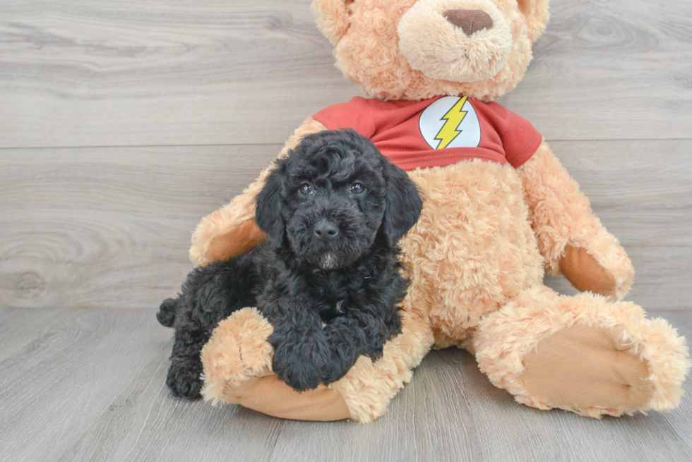 Little Aussiepoo Poodle Mix Puppy